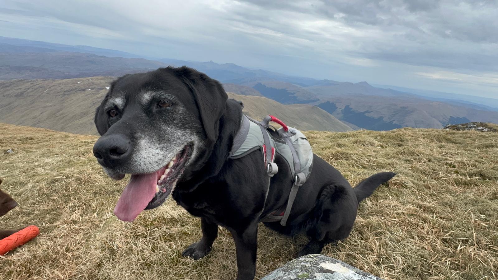 Daisy the Labrador