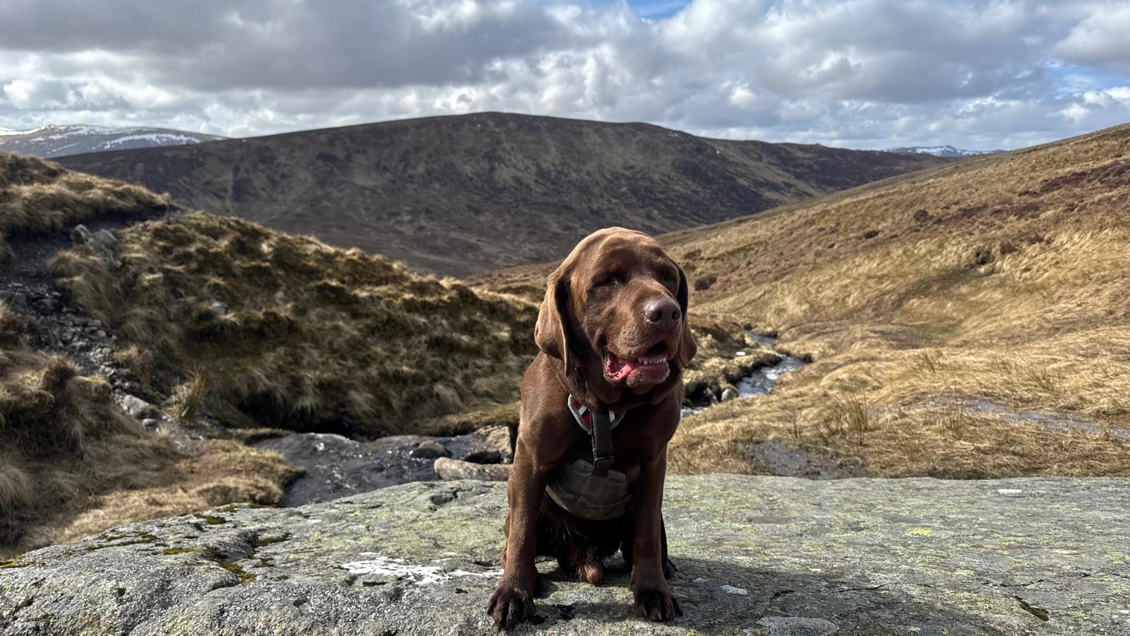 Jack the Labrador
